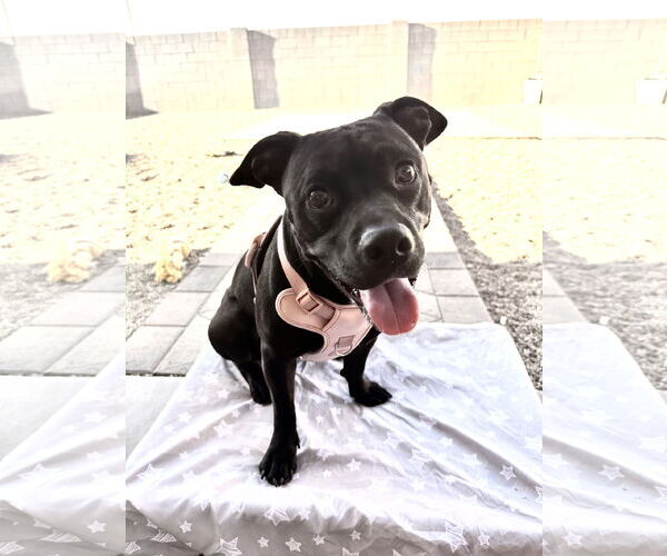 Medium Photo #2 American Pit Bull Terrier-Unknown Mix Puppy For Sale in Chandler, AZ, USA