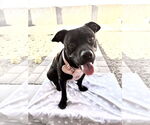 Small #1 American Pit Bull Terrier Mix