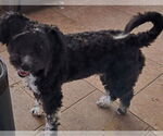 Small #1 Poodle (Miniature) Mix