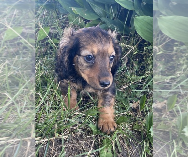 Medium Photo #4 Dachshund Puppy For Sale in CANOGA, NY, USA