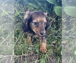 Small #3 Dachshund
