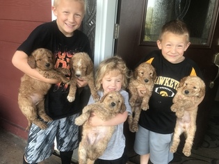 Goldendoodle Puppy for sale in PLEASANTVILLE, IA, USA