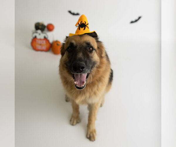 Medium Photo #41 German Shepherd Dog Puppy For Sale in Fargo, ND, USA