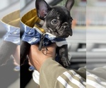 Small Photo #19 French Bulldog Puppy For Sale in SAN LEANDRO, CA, USA