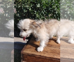 Bichon Frise-Miniature Australian Shepherd Mix Puppy for sale in CANON CITY, CO, USA