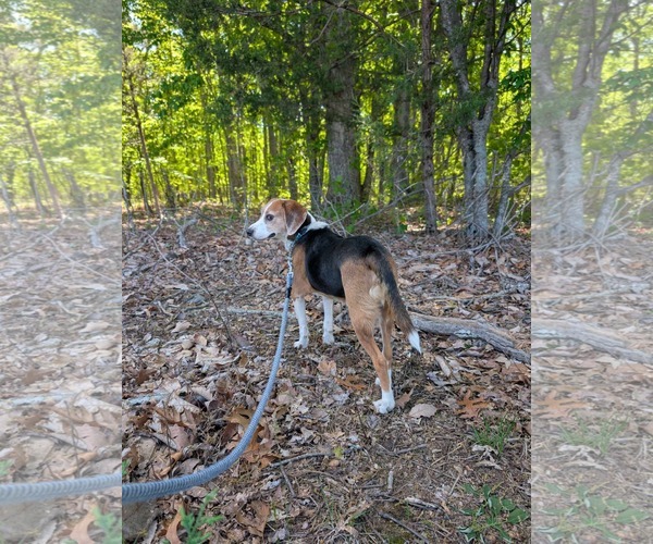 Medium Photo #8 Beagle Puppy For Sale in Rustburg, VA, USA