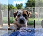 Small #2 American Pit Bull Terrier-American Staffordshire Terrier Mix