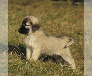 Anatolian Shepherd-Great Pyrenees Mix Puppy for sale in TRINITY, AL, USA