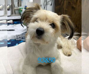 Maltipom Dogs for adoption in Chico, CA, USA