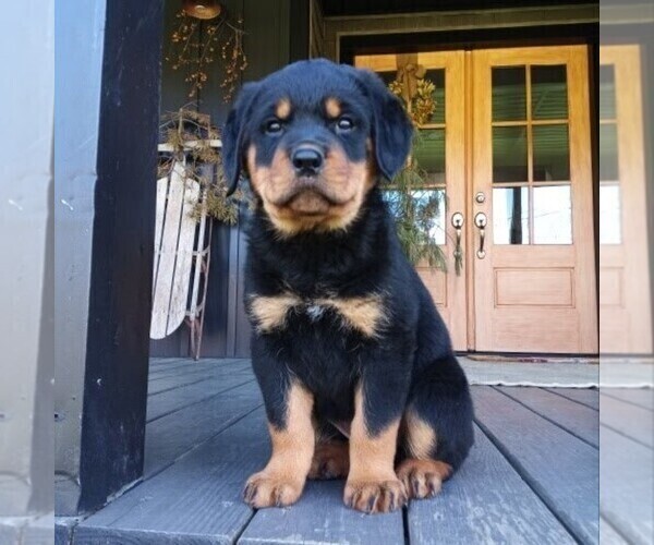 Medium Photo #4 Rottweiler Puppy For Sale in CHAMBERSBURG, PA, USA