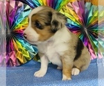 Small Photo #3 Miniature Australian Shepherd Puppy For Sale in ANTHONY, FL, USA