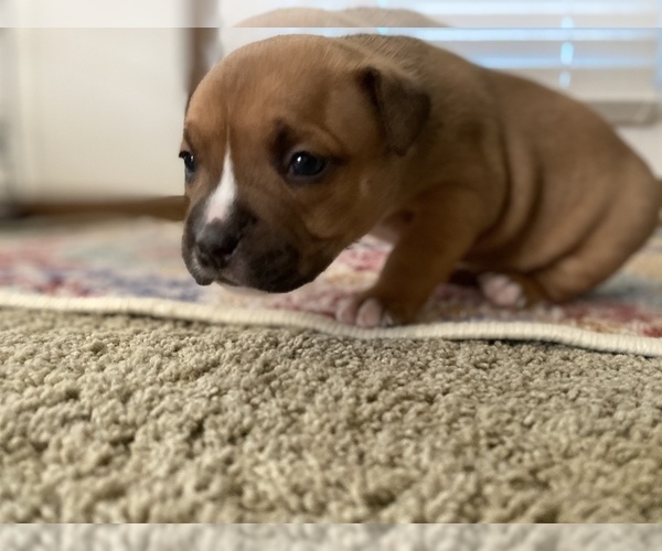 Medium Photo #4 American Bully Puppy For Sale in SAINT CHARLES, MO, USA