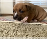 Small Photo #4 American Bully Puppy For Sale in SAINT CHARLES, MO, USA