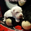 Small Photo #219 Dogo Argentino Puppy For Sale in PINEVILLE, MO, USA