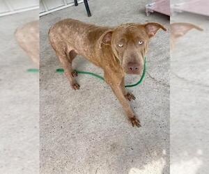 Labrador Retriever-Unknown Mix Dogs for adoption in Conroe, TX, USA