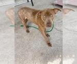 Small Labrador Retriever Mix