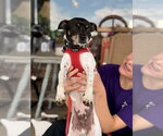 Small Photo #14 Rat-Cha Puppy For Sale in Mundelein, IL, USA