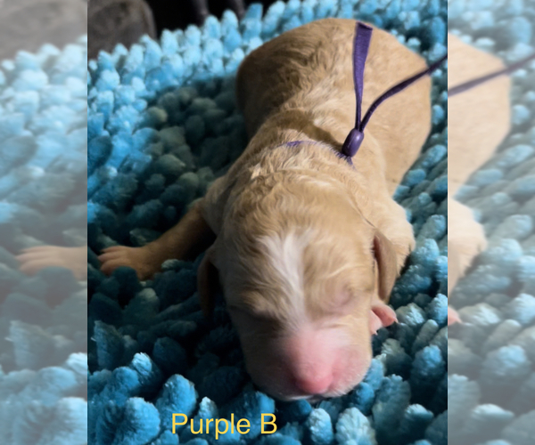 Medium Photo #7 Goldendoodle Puppy For Sale in CROTON, MI, USA