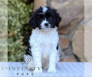 Medium Cavapoo