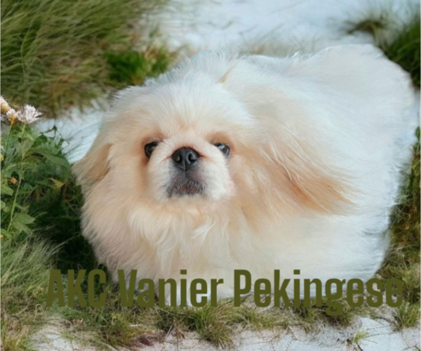 Medium Photo #2 Pekingese Puppy For Sale in ARGYLE, TX, USA