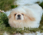 Small #1 Pekingese