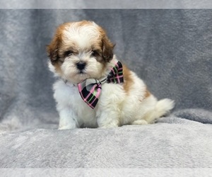 Poodle (Miniature)-ShihPoo Mix Puppy for sale in LAKELAND, FL, USA