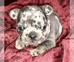 Small Photo #6 French Bulldog Puppy For Sale in BUCKS BAR, CA, USA