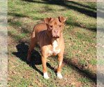 Small Photo #1 American Staffordshire Terrier Puppy For Sale in Spring Lake, NC, USA