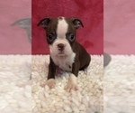 Small #2 Boston Terrier