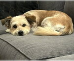 Small #5 Mutt