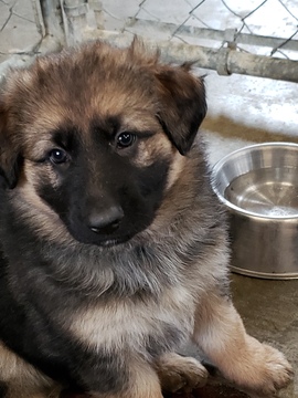 Medium Photo #4 German Shepherd Dog Puppy For Sale in SHERIDAN, IN, USA