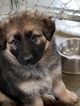 Small Photo #4 German Shepherd Dog Puppy For Sale in SHERIDAN, IN, USA