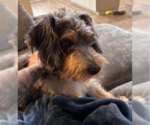 Small Photo #3 Poodle (Miniature)-Unknown Mix Puppy For Sale in San Diego, CA, USA