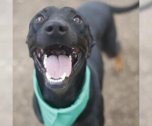 Rottweiler-Unknown Mix Dogs for adoption in San Antonio, TX, USA