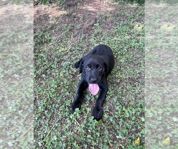 Medium Photo #3 Lab-Pointer Puppy For Sale in PELZER, SC, USA