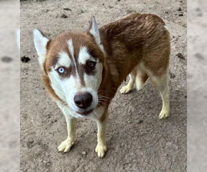 - Mix Dogs for adoption in Pampa, TX, USA