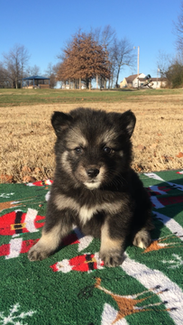 Medium Photo #1 Pomsky Puppy For Sale in GENTRY, AR, USA