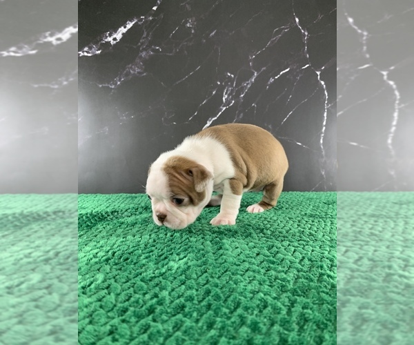 Medium Photo #38 Boston Terrier Puppy For Sale in TULARE, CA, USA