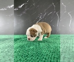 Small Photo #38 Boston Terrier Puppy For Sale in TULARE, CA, USA