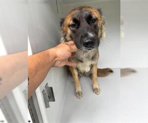 German Shepherd Dog-Unknown Mix Dogs for adoption in Houston, TX, USA