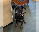 Small #15 Mountain Cur Mix