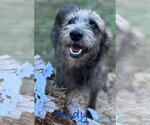 Small Photo #5 Mutt Puppy For Sale in Conway, AR, USA