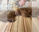Small Photo #9 Dachshund Puppy For Sale in NEW PORT RICHEY, FL, USA