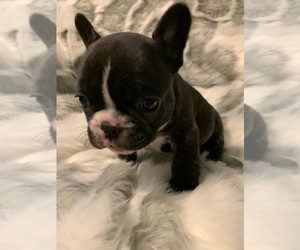 French Bulldog Puppy for sale in JOHNS ISLAND, SC, USA