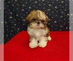 Small Photo #9 Shih Tzu Puppy For Sale in PATERSON, NJ, USA