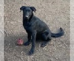 Small Photo #1 Belgian Malinois-Labrador Retriever Mix Puppy For Sale in MERLIN, OR, USA