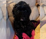 Small #3 Bichon Frise