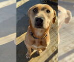 Small #2 Mutt