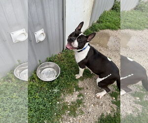 American Bulldog-Unknown Mix Dogs for adoption in Kewanee, IL, USA