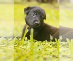Puppy Mocha German Shepherd Dog